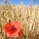 Cornfield
