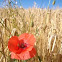 Cornfield