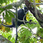 L'Hoest Monkey