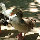 Greylag Goose
