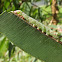 undetermined caterpillar