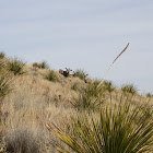 Mule Deer