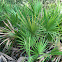 Saw palmetto