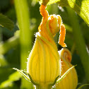 Zucchini