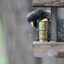 Common Starling