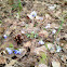 Hepatica