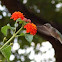 humming bird
