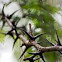 Bullhorn Acacia