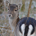 Fallow deer