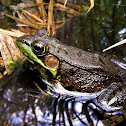 Green Frog