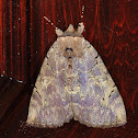 Darling Underwing
