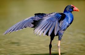 Purple Swamphen