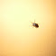 Insecto
