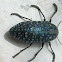 Sulphurous Jewel Beetle