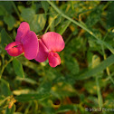 Everlasting pea