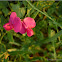 Everlasting pea