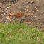 Fox Sparrow
