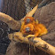 Golden Lion Tamarin