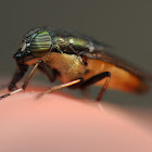 fly
