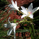 White Lily