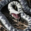 Grass snake
