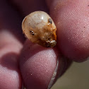 Jerusalem cricket shell