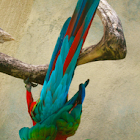 Red-and-green Macaw