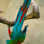Red-and-green Macaw