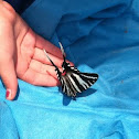 Zebra Swallowtail