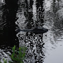 Alligator