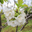 Flowering Cherry tree