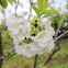 Flowering Cherry tree