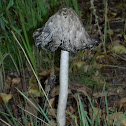 Inkcap 