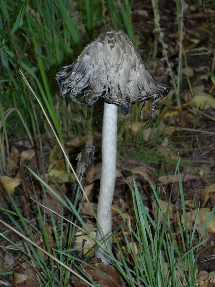 Spotting Image 1