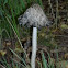 Inkcap 