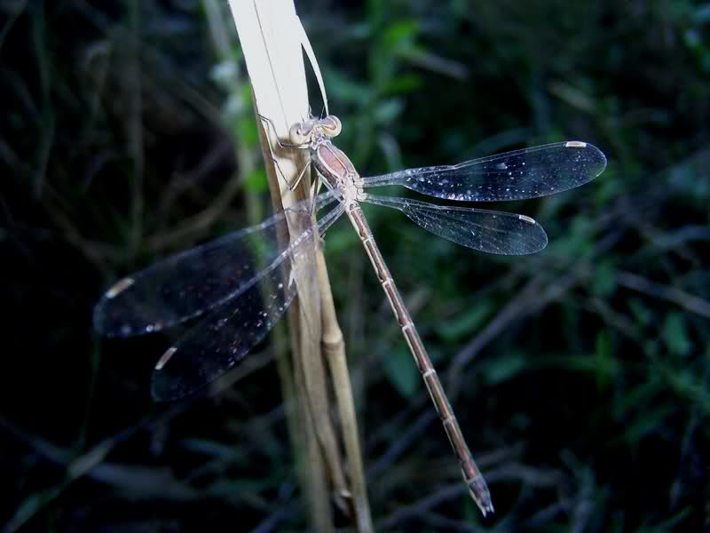 Dragon Fly