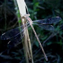 Dragon Fly