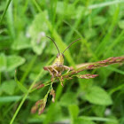 Grasshopper
