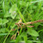 Grasshopper