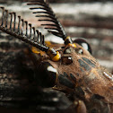 Fishfly