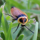 Austral Ellipsidion Cockroach
