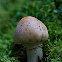 Gypsy Mushroom