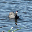 Red-knobbed Coot