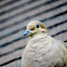 Mourning dove