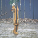 Eastern Fox Squirrel