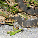 Florida Banded Water Snake
