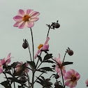 Dahlias