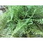 Boston Fern