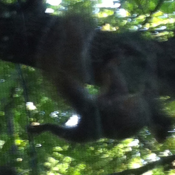 Spotting Image 1