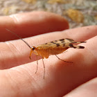 Scorpionfly (female)
